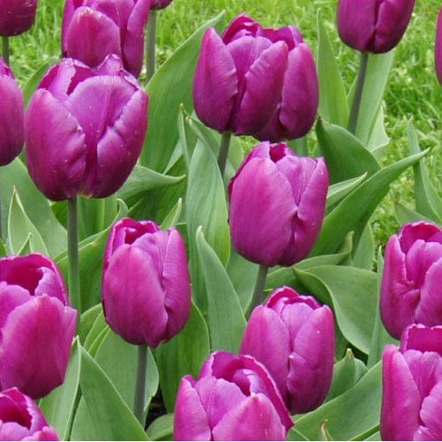 Tulipe 'Purple Prince'